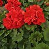 Pelargonium zonale Fernando kak2