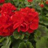 Pelargonium zonale Fernando kak