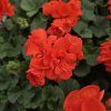 Pelargonium zonale Guido kak2