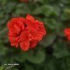 PELARGONIUM ZONALE 'GUIDO'_kak5