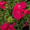 Pelargonium zonale Laura kak1