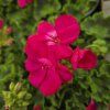 Pelargonium zonale Laura kak3