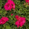 Pelargonium zonale Laura kak