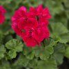 Pelargonium zonale Lucky kak1