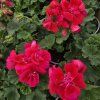 Pelargonium zonale Lucky kak