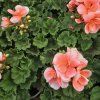 Pelargonium zonale Milou kak1