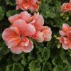 Pelargonium zonale Milou kak2