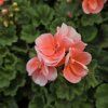 Pelargonium zonale Milou kak3
