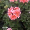 PELARGONIUM ZONALE 'MILOU'_kak5