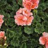 Pelargonium zonale Milou kak