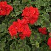 Pelargonium zonale Senna kak