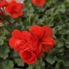 Pelargonium zonale Sylvia kak2