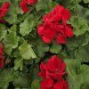 Pelargonium zonale Xtreme mila kak1