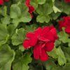 Pelargonium zonale Xtreme mila kak2