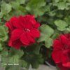 PELARGONIUM ZONALE 'XTREME MILA'_kak4