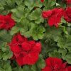 Pelargonium zonale Xtreme mila kak