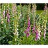 DIGITALIS PURPUREA mix farieb shut1