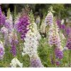 DIGITALIS PURPUREA shut