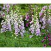 DIGITALIS PURPUREA shut1
