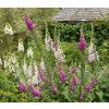 DIGITALIS PURPUREA shut2