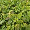 DIGITALIS PURPUREA MIX FARIEB kak1