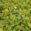 DIGITALIS PURPUREA MIX FARIEB kak2