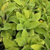 DIGITALIS PURPUREA MIX FARIEB kak3