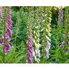 DIGITALIS PURPUREA mix farieb shut