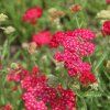 Achillea millefolium Red Beauty ist3