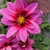 Dahlia variant 6 kak2