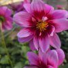 Dahlia variant 6 kak