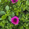 Osteospermum cyklamen kak1