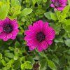 Osteospermum cyklamen kak2