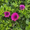 Osteospermum cyklamen kak