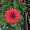 Osteospermum červeny kak1