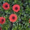 Osteospermum červeny kak2