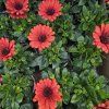 Osteospermum červeny kak