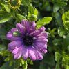Osteospermum fialovy kak1