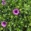 Osteospermum fialovy kak
