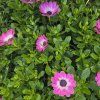 Osteospermum ružovy kak1