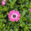 Osteospermum ružovy kak3