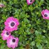 Osteospermum ružovy kak