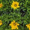 Osteospermum žlty kak1