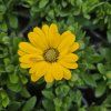 Osteospermum žlty kak3