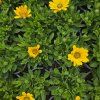 Osteospermum žlty kak