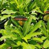 LEUCANTHEMUM 'LUNA' kak3