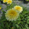 LEUCANTHEMUM 'LUNA' kak1