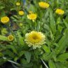 LEUCANTHEMUM 'LUNA' kak2