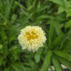 LEUCANTHEMUM 'LUNA' kak5