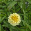 LEUCANTHEMUM 'LUNA' kak6